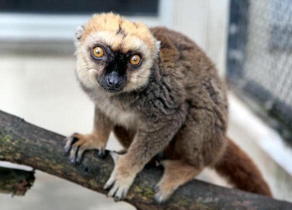 動物図鑑・シロビタイキツネザル